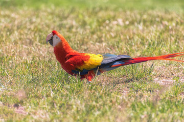 The scarlet macaw, a large red, yellow, blue Central and South American parrot is on the field....