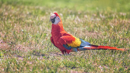The scarlet macaw, a large red, yellow, and blue Central and South American parrot is on the field