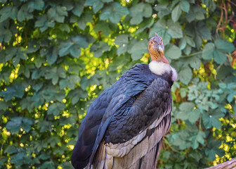 Andean condor, Vultur gryphus, the largest flying bird in the world by combined measurement of weight and wingspan