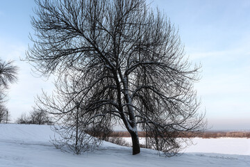 A lonely tree in a park overlooking the winter embankment of the Volga River