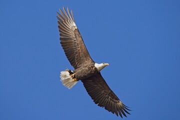 BAld eagle soars up in a clear blue sky.