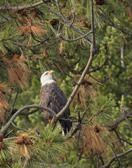 Eagle in a tree looks upward.