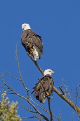 Two bald eagles looking the opposite way  in north Idaho.