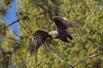 Eagle flying off from a branch.