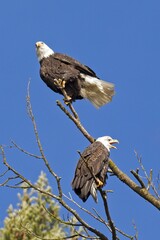 A bald eagle is calling out to others.