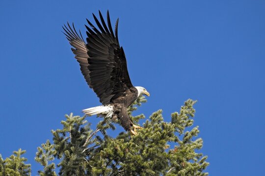Bald eagle landing in a tree top in north Idaho.