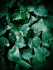 Obraz premium Aesthetic wet tropical love leaf background