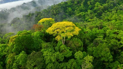 Stunning aerial view of prime Amazon forest: a nature background showing a variety of trees, cinematic shot of tree canopy seen from above