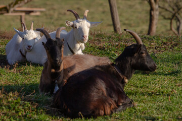 Goats at rest
