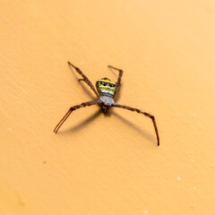 Orb weaver, argiope, in Thailand