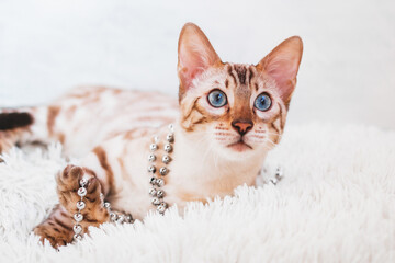 Young beautiful Bengal cat is playing with silver beads on white soft fluffy plaid.