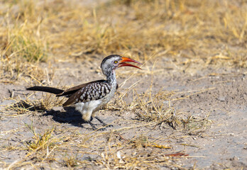 red billed hornbill
