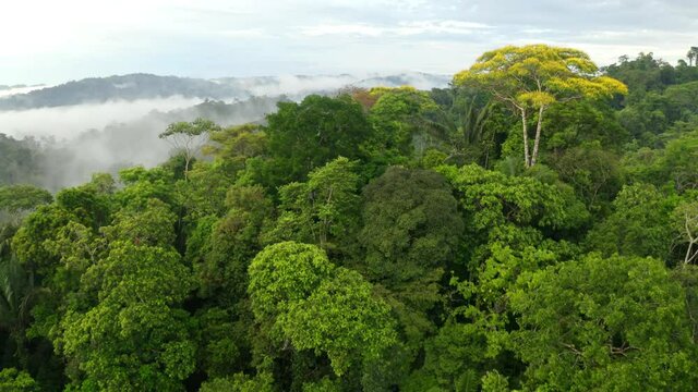 Cinematic aerial shot of a tropical forest canopy: showing a variety of trees in nature, a relaxing forest background