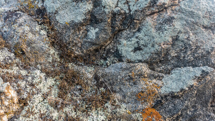 Yellow and white lichens grow on rocks. The texture is visible, cracks on the stones. Close-up. Top view. Full screen.