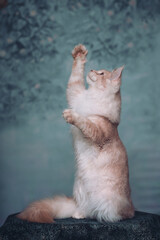 Maine Coon cat, standing on the hind legs