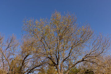 Trees in the forest in the mountains