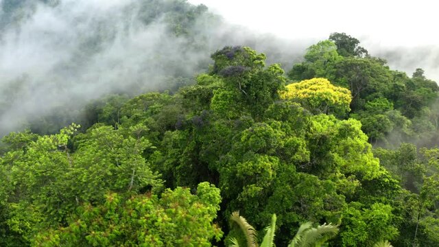 Close up of a beautiful jungle tree and palm trees, Oenocarpus bataua: a relaxing nature background of tropical forest canopy