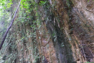 plant growing in soil