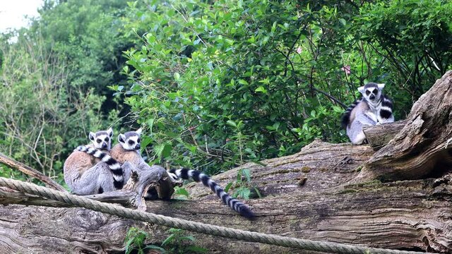 lemur cattas relax on felled tree
