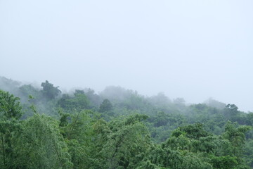 Obraz premium wooden bridge over the river