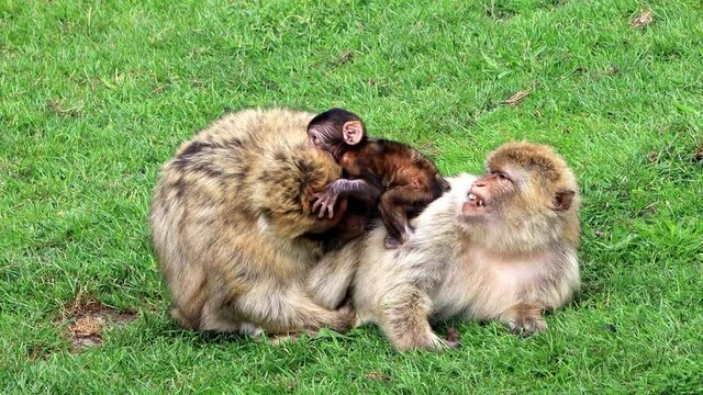 barbary apes family with baby on green meadow
