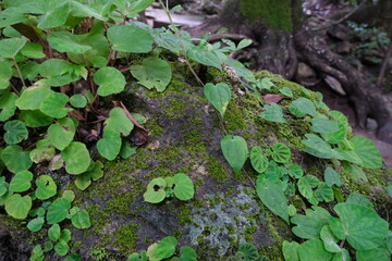 green moss on the stone