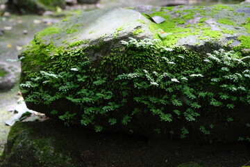 Obraz premium moss on the stone