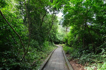 Obraz premium path in the forest