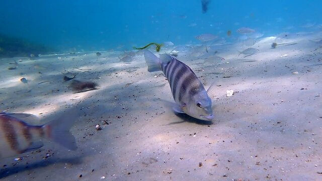 A wild Sheepshead fish (archosargus probatocephalus) ignores the diver and camera while foraging for crustaceans in the sandy bottom of a Florida spring.
