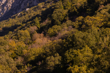 Fototapeta premium Trees in the forest in the mountains