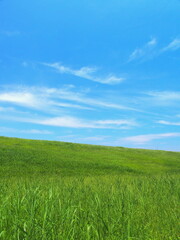 梅雨晴れの江戸川土手風景