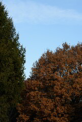 Autumn Trees