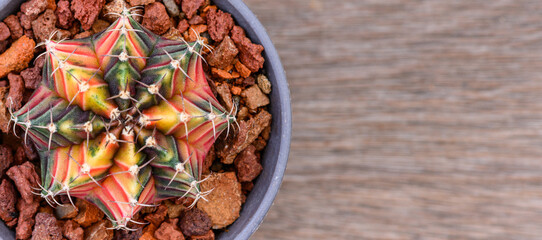 Gymnocalycium mihanovichii is a type of cactus that is bred from Thailand.