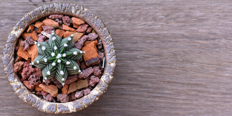 Gymnocalycium mihanovichii is a type of cactus that is bred from Thailand.