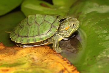 A red eared slider tortoise is basking on a lotus leaf before starting its daily activities. This...