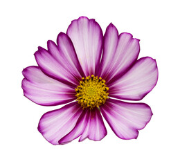 Isolated Cosmos Flower on White Background