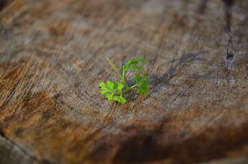 初冬に見つけた小さな緑