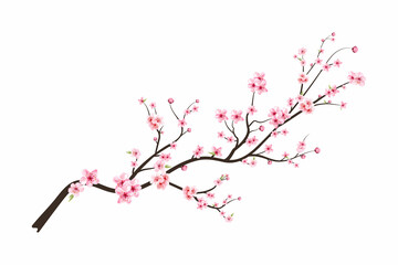 Watercolor cherry blossom vector. Pink sakura flower background. Sakura on white background. Cherry blossom flower blooming vector. Cherry blossom branch with sakura flower. Watercolor cherry bud. © Iftikhar alam
