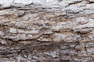 Tree bark surface, with ragged skin Brown.