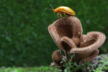 A cucurbit beetle is looking for food on a fungus growing on rotting wood. This insect has the...