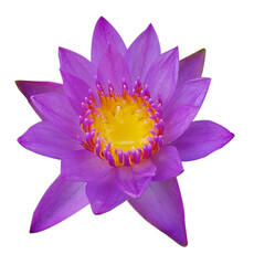 Purple lotus flower, yellow stamens, white background.