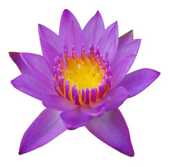 Purple lotus flower, yellow stamens, white background.