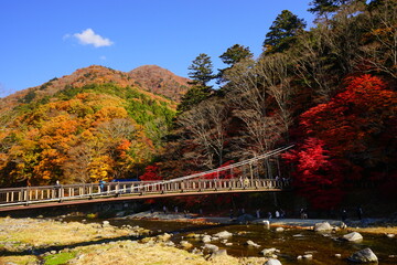 Autumn Leaf, Kurenai Bridge, Colorful Foliage and Mountain in Tochigi, Japan -日本 栃木県 紅の吊橋 紅葉