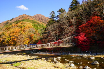 Fototapeta premium 栃木県 紅の吊橋 
