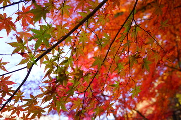 red maple leaves in the garden, natural colorful background for Autumn season and vibrant falling foliage concept - 赤い 紅葉の葉	