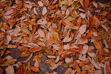 オレンジ色の紅葉の葉