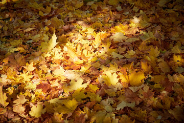Background and texture of yellow autumn maple leaves
