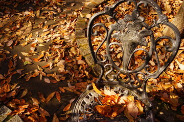 orange fallen leaves in the autumn park. Idyllic scene in the afternoon in an empty park - オレンジ色 紅葉 落ち葉