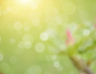 Obraz premium Blurred flowers, abstract background, amazing and beautiful colors..