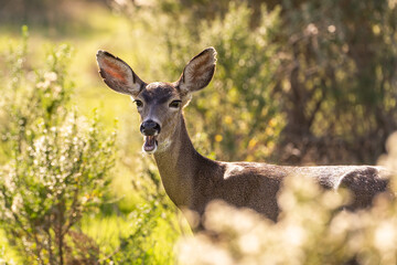 California Mule Deer (Odocoileus hemionus californicus) chewing grass. Beautiful deer in its natural habitat.
